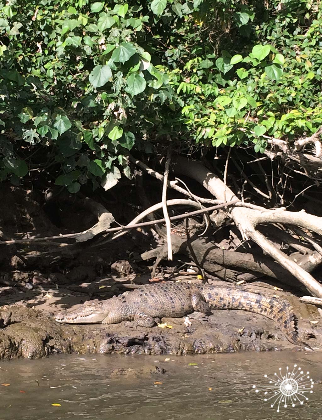 Cocodrilo de Estuario